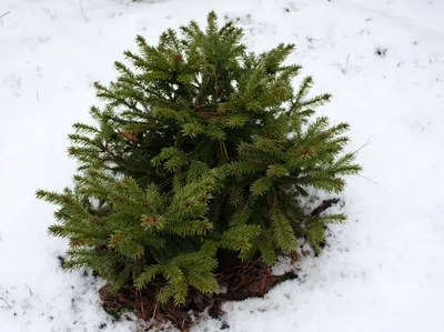 Купить оптом Ель обыкновенная Barryi (Барри)+ель колючая Glauca Globosa  (Глаука Глобоза) на штамбе