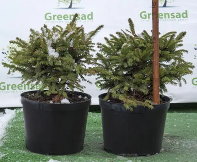 Picea abies 'Barryi' | Питомник Тайга