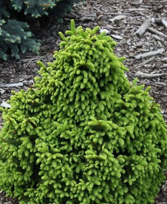 Picea abies 'Barryi', Ель обыкновенная 'Барри'|landshaft.info