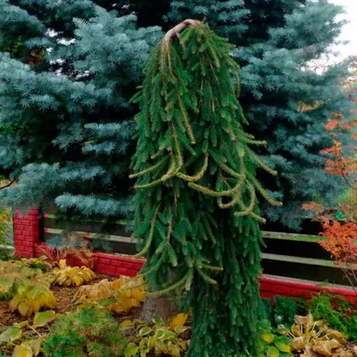Ель обыкновенная \"Инверса\" (Picea abies Inversa) - Хвойные растения весна  2024 года - купить туи, сосны, ели.