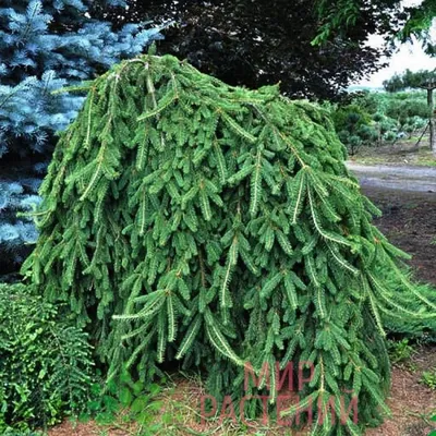 Ель обыкновенная Инверса / Picea abies Inversa