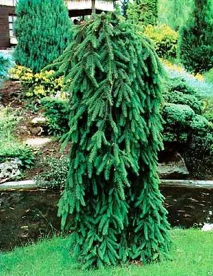 Ель обыкновенная Инверса (Picea abies Inversa) 10-15 л 40 - 60см, цена в  Санкт-Петербурге от компании Вилла-планта (садовый центр и питомник  растений, ландшафтное бюро)