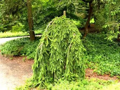 Ель обыкновенная Инверса Пендула (Picea abies Inversa Pendula) - «Сказочная  Инверса или какая же она необыкновенная эта ель обыкновенная » | отзывы