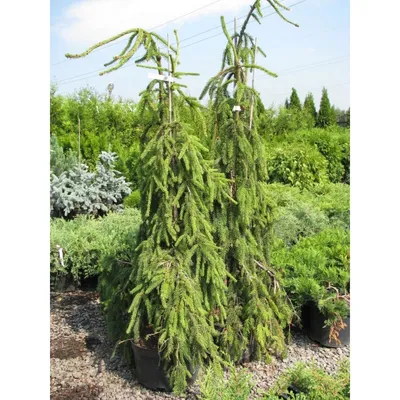 Ель обыкновенная Инверса / С20 / h 50-60 / Picea abies Inversa: продажа,  цена в Украине. саженцы декоративных деревьев и кустарников от \"БалСад\" -  1733183323