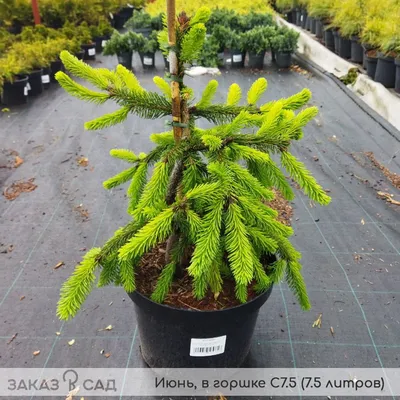 ЕЛЬ ОБЫКНОВЕННАЯ ИНВЕРСА (Picea abies Inversa) — Студия ландшафтного  дизайна \"Листок\"