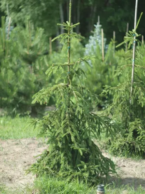 Купить Ель обыкновенную Инверса 🌲 в Москве по цене от 4400 руб.