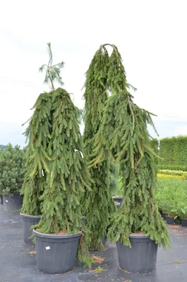 Ель обыкновенная Inversa Picea abies Inversa