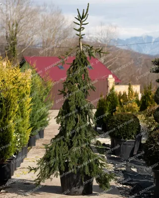 Ель обыкновенная Инверса (Picea abies Inversa) PA - Интернет-магазин  садовых растений - \"Садовый стиль\"