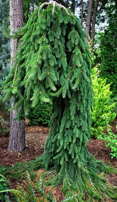 Ель обыкновенная Инверса (Picea abies Inversa)