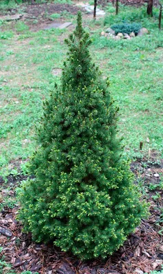 Ель канадская Коника (Picea glauca Conica) / Садовый центр Селятино