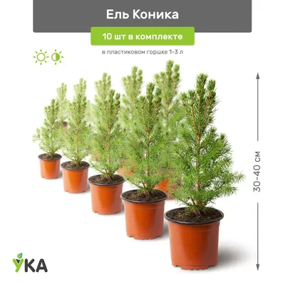 Ель канадская Коника \"Conica\" купить по цене от 8500 рублей в Москве и  Мытищах