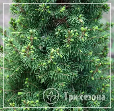 Канадская ель Коника. Продажа Picea glauca Conica в Петербурге