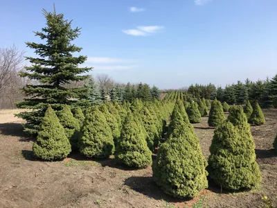 Ель канадская Коника Дэсэмбэр (Conica December) купить в Киеве, цена —  Greensad