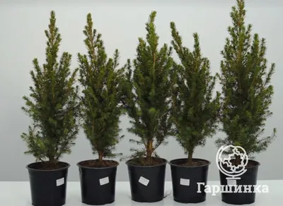 Picea glauca 'Conica December', Ель канадская 'Коника Децембер'