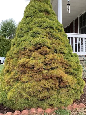 Picea glauca 'Conica Compacta', Ель канадская 'Коника  Компакта'|landshaft.info