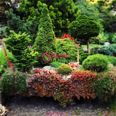 Ель канадская Коника 100/120 Picea glauca Conica 25л (ЗК) — цена в LETTO