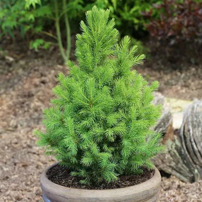 Ель канадская Глаука Коника (Glauca Conica): цены, купить в Москве