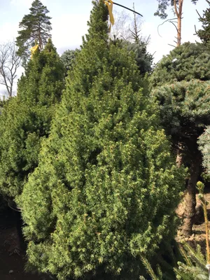 Ель канадская (сизая) Коника (conica) в Краснодаре от Natali.Garden Ели  купить с доставкой по РФ | Питомник Растений и Садовый Центр Краснодар  NataliGarden.ru