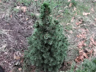 Канадская ель Коника. Продажа Picea glauca Conica в Петербурге