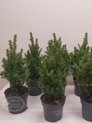 Продажа Picea glauca Conica Ель канадская Коника Пицея глаука сизая белая в  Санкт-Петербурге. Купить в СПб