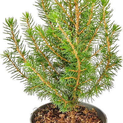 Ель сизая Коника купить в Минске с доставкой | Cactus.by