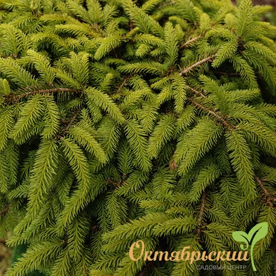 Ель Нидиформис Picea abies Nidiformis