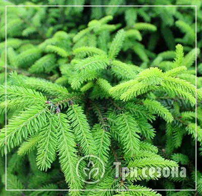 Ель обыкновенная Нидиформис / d 25-30 / Picea abies Nidiformis: продажа,  цена в Украине. саженцы декоративных деревьев и кустарников от \"БалСад\" -  2049605813