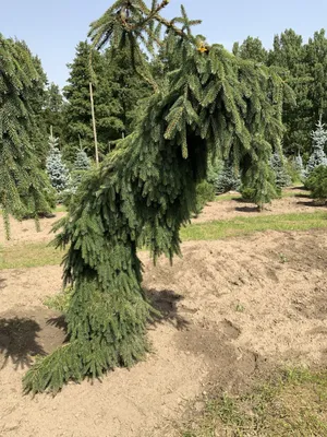 Ель сербская \"Pendula Bruns\" купить в питомнике растений, доставка по  Самаре и Самарской области, саженцы, крупномеры, посадка и уход