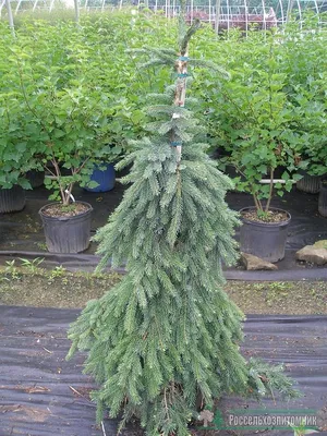 Pendula Bruns