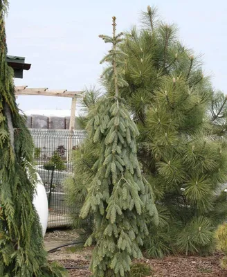 Ель обыкновенная Инверса Пендула (Picea abies Inversa Pendula) - «Сказочная  Инверса или какая же она необыкновенная эта ель обыкновенная » | отзывы