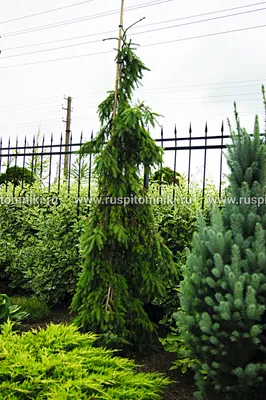 Екатерининские сады\" - Ель энгельмана Пендула (Picea engelmannii 'Pendula')