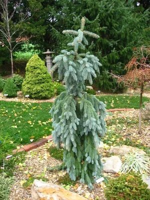 Ель сербская Пендула (Picea omorika Pendula C15 120-140) | Питомник  растений Сосны