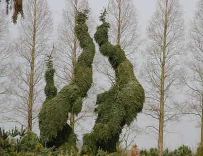 Ель Энгельмана Пендула Picea engelmannii Pendula - «Feel Green»