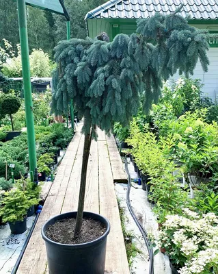 Екатерининские сады\" - Ель канадская Пендула (Picea glauca 'Pendula')