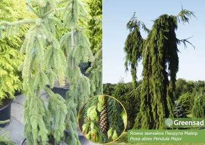 Ель Глаука Пендула (Picea glauca Pendula) купить саженцы в Москве по низкой  цене из питомника, доставка почтой по всей России | Интернет-магазин  Подворье