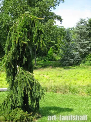 Ель колючая \"Глаука Пендула\" (Picea pungens 'Glauca Pendula') - Хвойные  растения весна 2024 года - купить туи, сосны, ели.