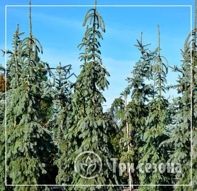 Екатерининские сады\" - Ель сербская Пендула Брунс (Picea omorica Pendula  Bruns)