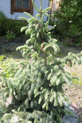 Ель Энгельмана Пендула 🌲 по выгодной цене в Москве - купить саженцы Ели  Энгельмана Пендула в питомнике «Зеленый Рай»