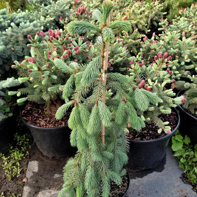 Ель колючая Глаука Пендула (Picea pungens Glauca Pendula) | Питомник  растений Сосны