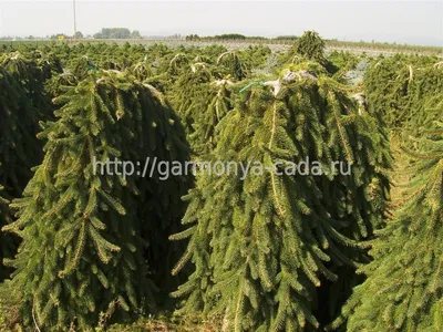 Ель обыкновенная Пендула Майор Picea abies Pendula Major