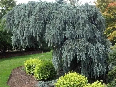 Ель обыкновенная Пендула (Picea abies Pendula)