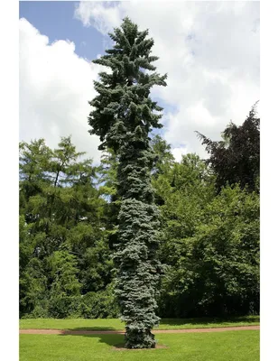 Ель сербская \"Пендула Бранс\" (Picea omorica “Pendula Bruns”) - Питомник и  Садовый центр Русские Деревья