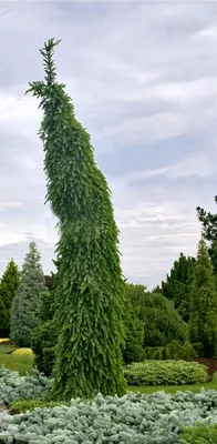 Ель сербская Пендула Брунс \"Pendula Bruns\" купить по цене от 0 рублей в  Москве и Мытищах