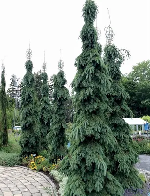 Ель колючая Глаука Пендула Picea pungens Pendula | Питомник Тайга