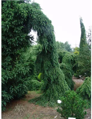 Ель сербская \"Пендула Бранс\" (Picea omorica “Pendula Bruns”) - Питомник и  Садовый центр Русские Деревья