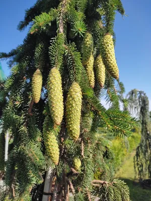 Садовый центр «Ella» - Ели: Ель Сербская Пендула (Picea omorica)