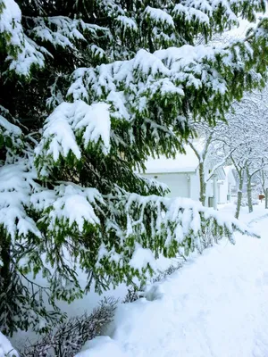 Ель в снегу: фото скачать бесплатно в формате jpg