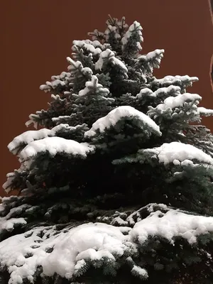 Бесконечное сияние: фото ели в снегу в формате jpg