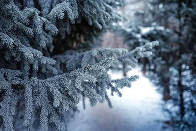 Зимний пейзаж: снежная ель на фото в webp
