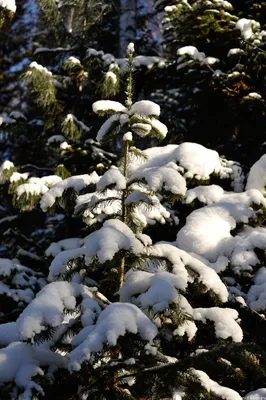 Зимняя фея: фотография снежной ели для скачивания